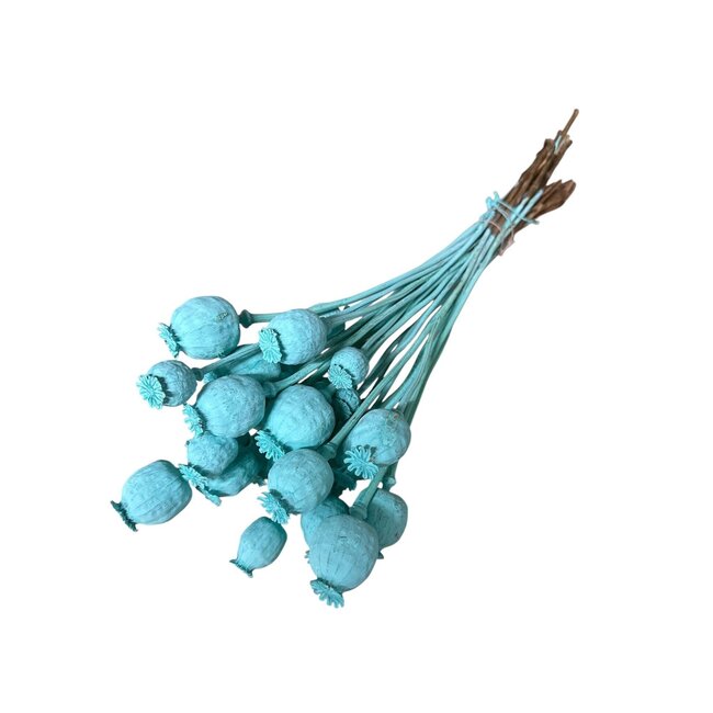 Aqua blue dried poppy pods (Papaver somniferum) on long stems