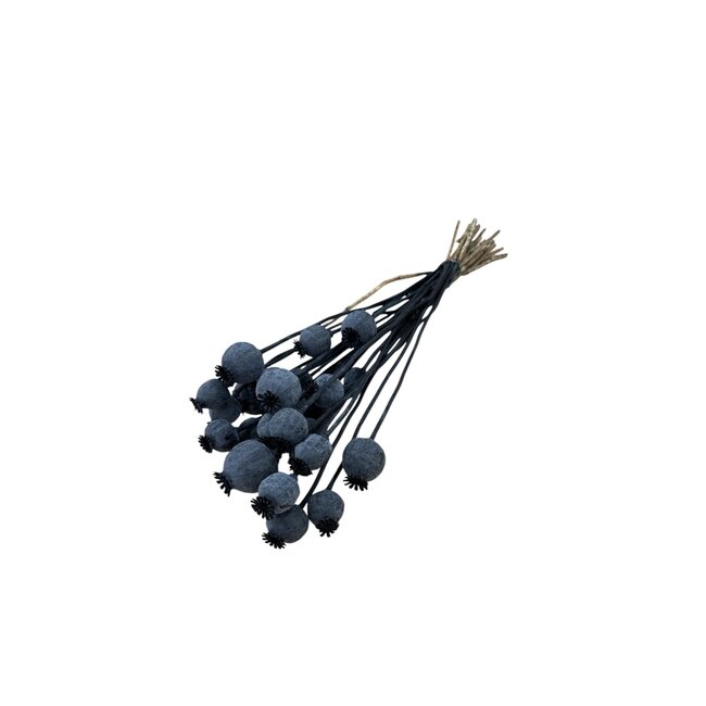 Matte black dried poppy pods (Papaver somniferum) on long stems