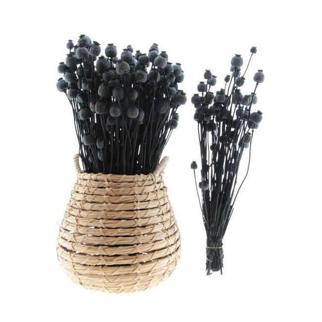 Matte black dried poppy pods (Papaver somniferum) on long stems