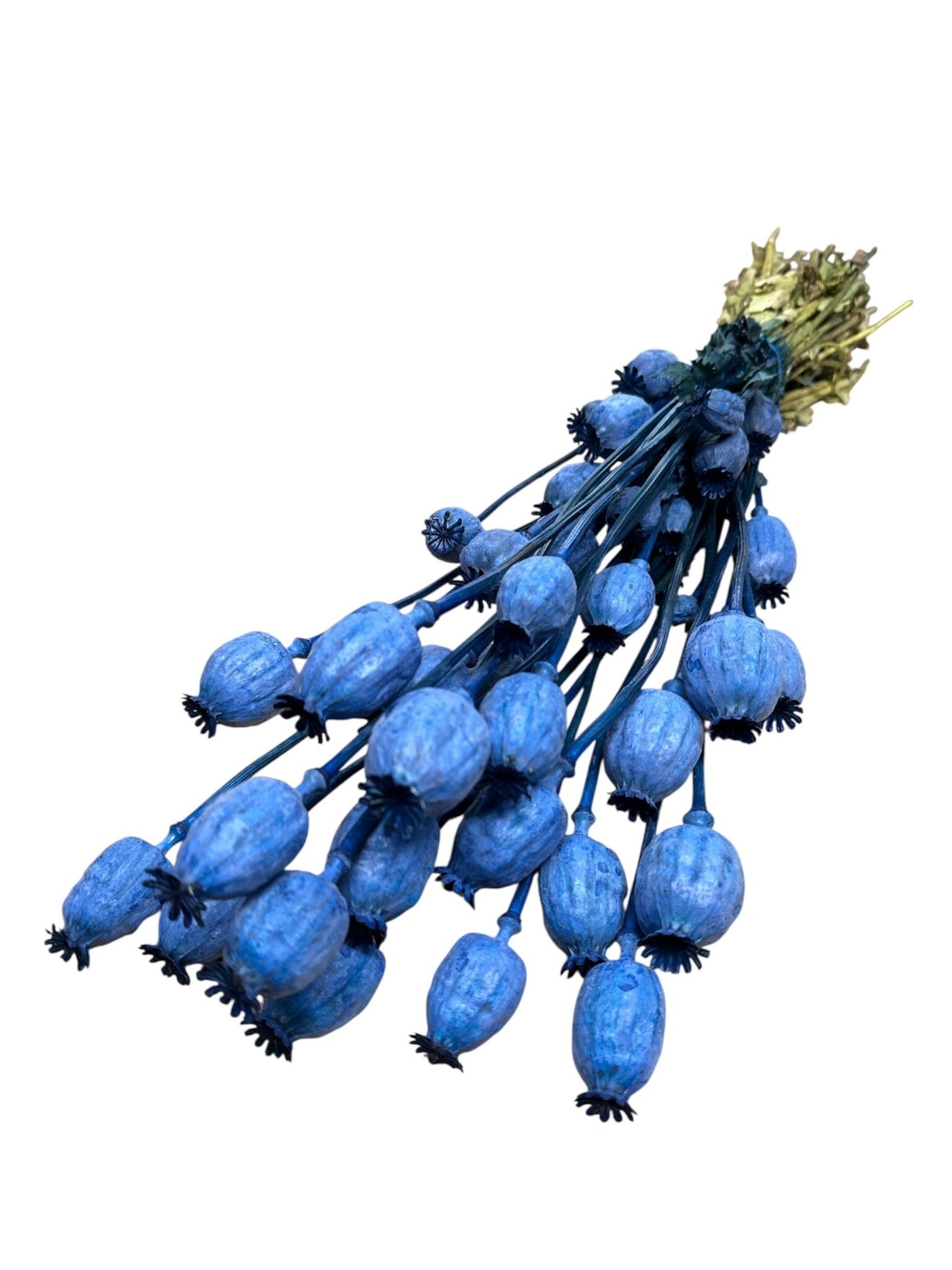 Cornflower blue dried poppy pods (Papaver somniferum) on long stems
