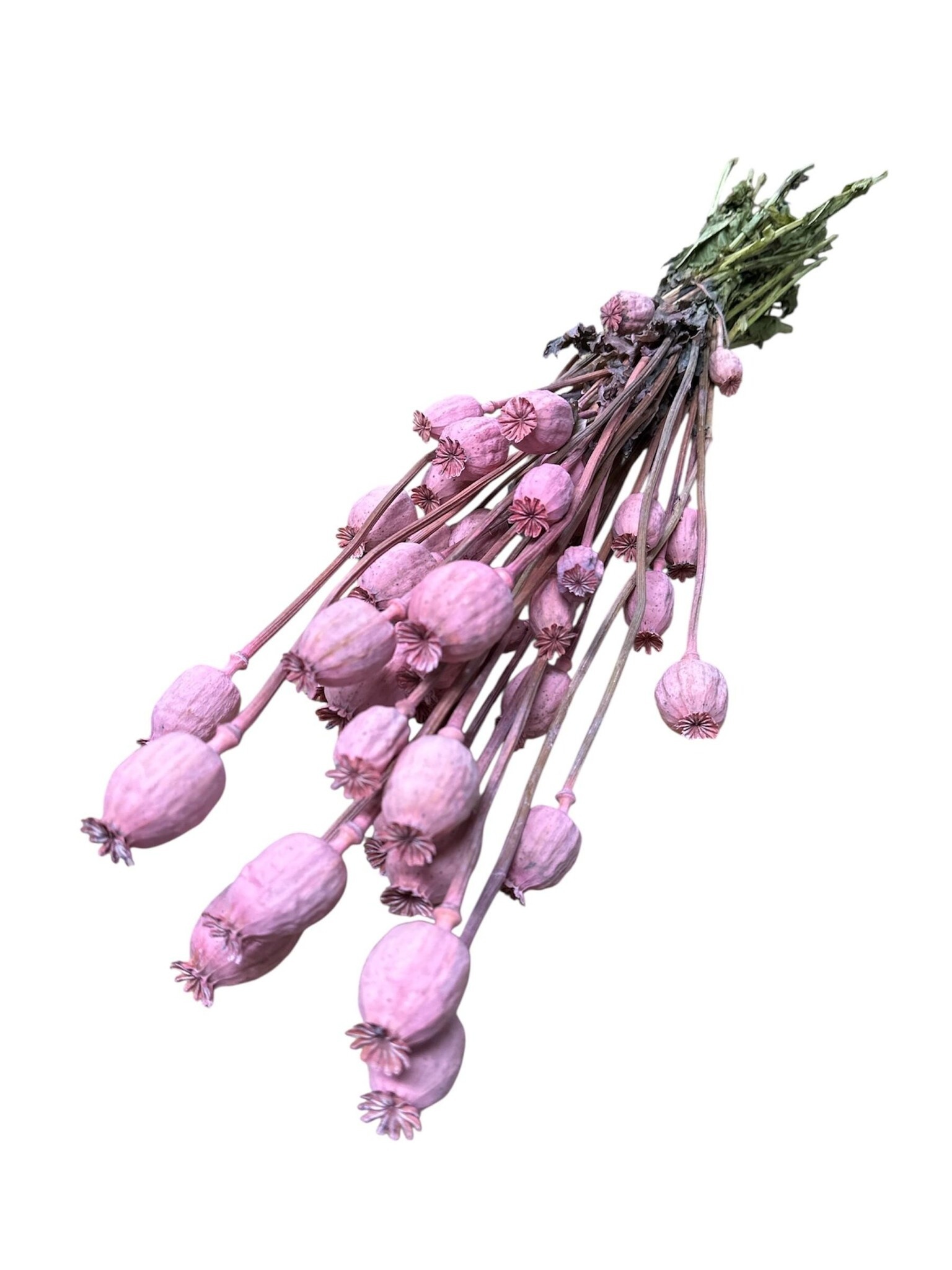 Blush pink dried poppy pods (Papaver somniferum) on long stems