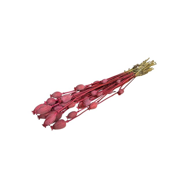 Cherry red dried poppy pods (Papaver somniferum) on long stems