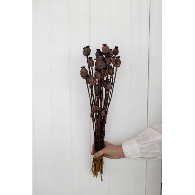 Chestnut brown dried poppy pods (Papaver somniferum) on long stems