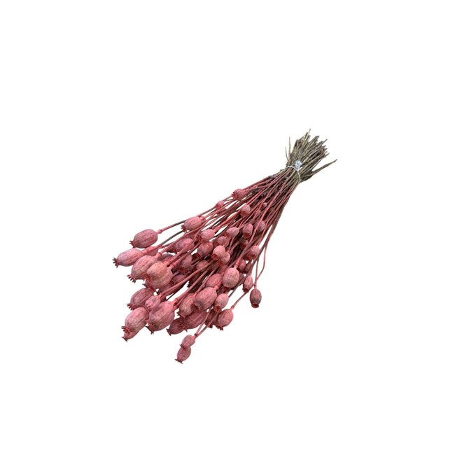 Coral dried poppy pods (Papaver somniferum) on long stems