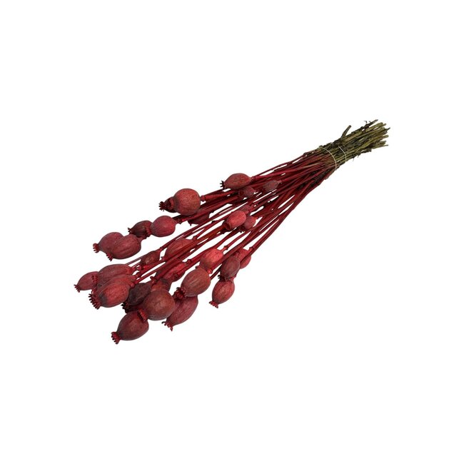 Coral dried poppy pods (Papaver somniferum) on long stems