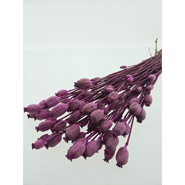 Fuchsia pink dried poppy pods (Papaver somniferum) on long stems