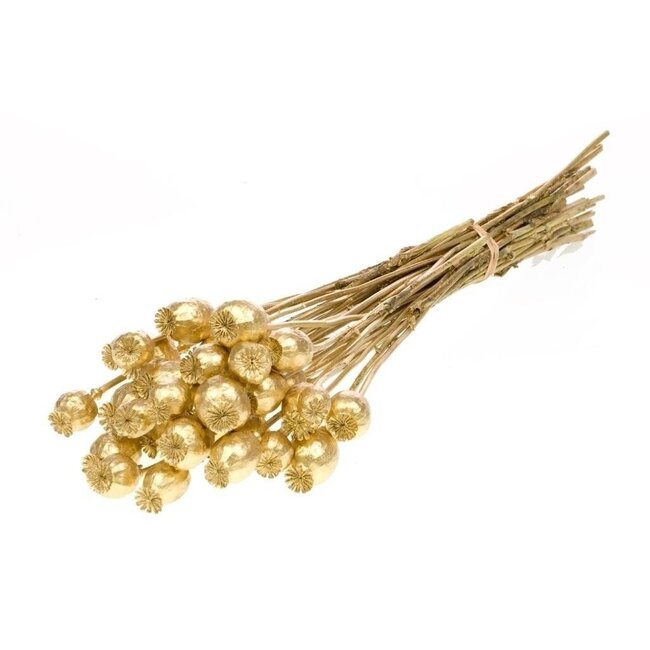 Gold dried poppy pods (Papaver somniferum) on long stems