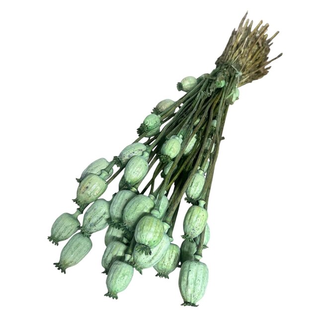 Sage green dried poppy pods (Papaver somniferum) on long stems