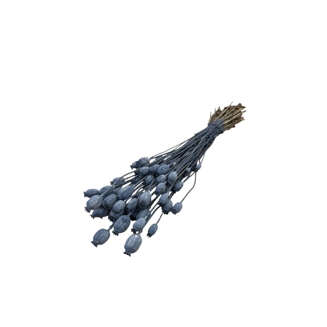 Smoky grey dried poppy pods (Papaver somniferum) on long stems