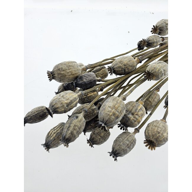 Smoky grey dried poppy pods (Papaver somniferum) on long stems