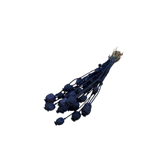 Dark blue indigo dried poppy pods (Papaver somniferum) on long stems