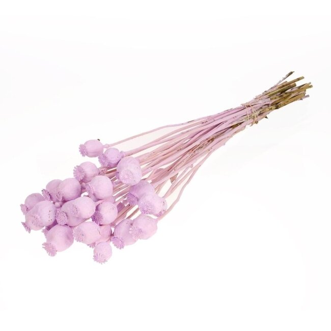 Lilac dried poppy pods (Papaver somniferum) on long stems