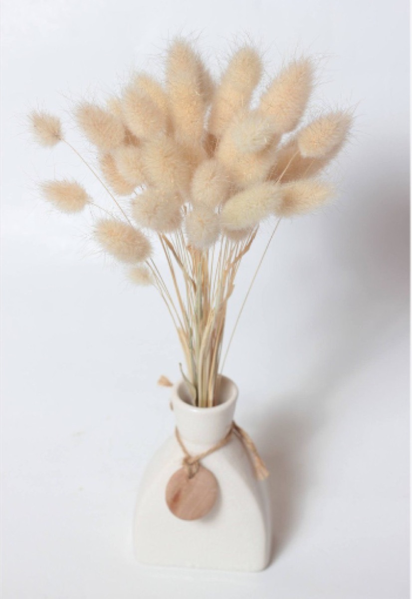 Soft natural dried bunny tails grass (Lagurus ovatus) gathered in a bunch