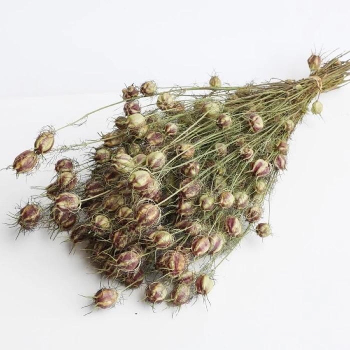 Natural green dried nigella seed pods on 60 cm stems, tied in a bunch