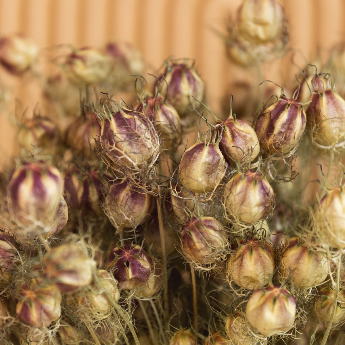 Natural green dried nigella seed pods on 60 cm stems, tied in a bunch