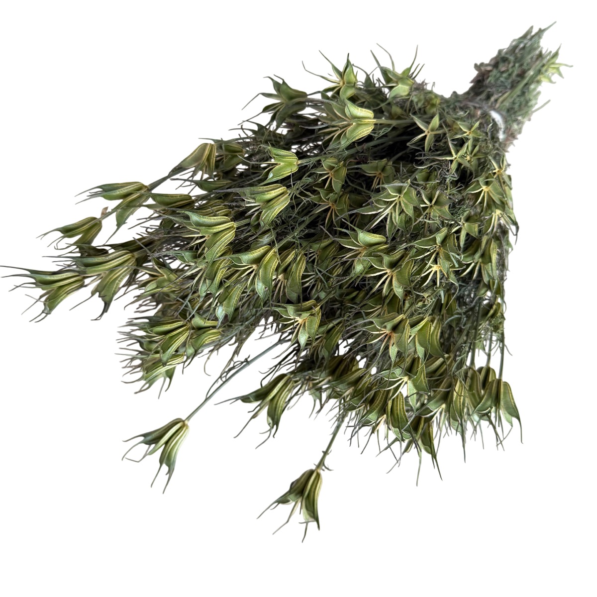 Natural green dried nigella pods on 55 cm stems, gathered in a bunch