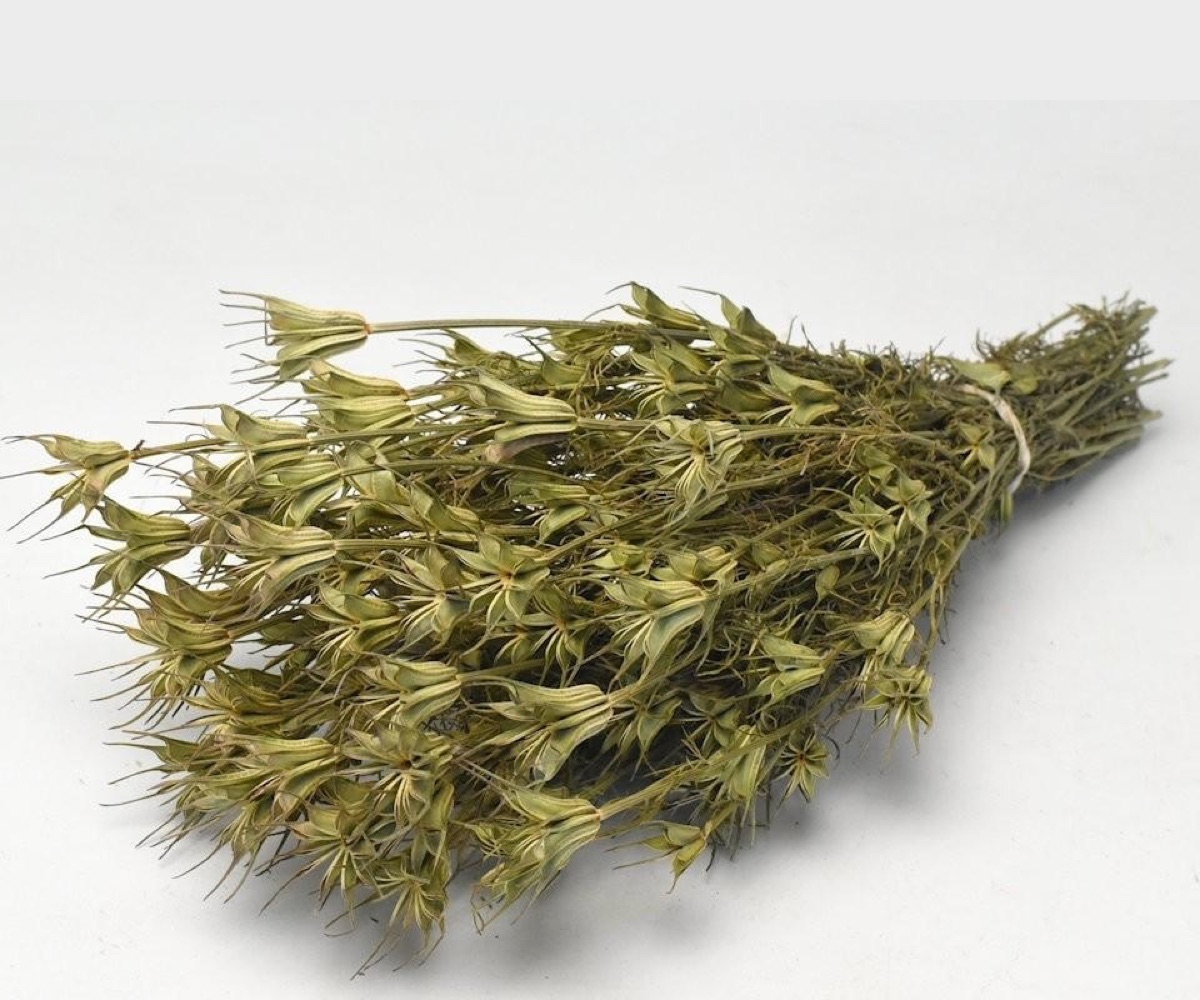Natural green dried nigella pods on 55 cm stems, gathered in a bunch