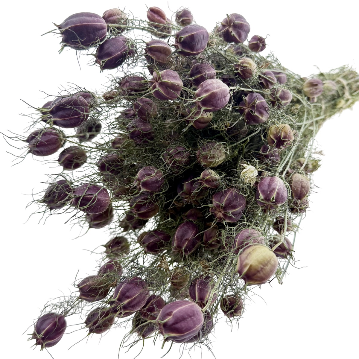 Natural green dried nigella pods on 50 cm stems, tied in a bunch