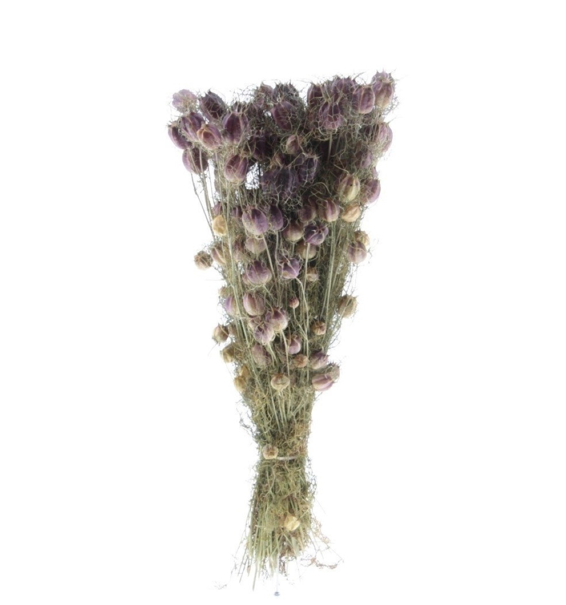 Natural green dried nigella pods on 50 cm stems, tied in a bunch