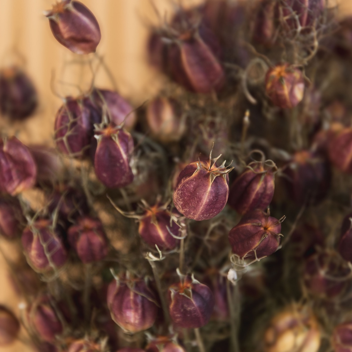 Natural green dried nigella pods on 50 cm stems, tied in a bunch