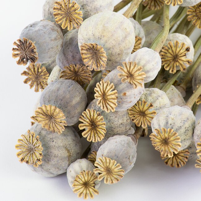 Natural undyed dried poppy pods (Papaver somniferum) on long stems