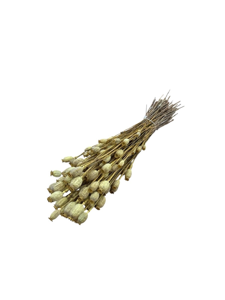 Natural dried poppy pods on long 65 cm stems, tied in a bunch
