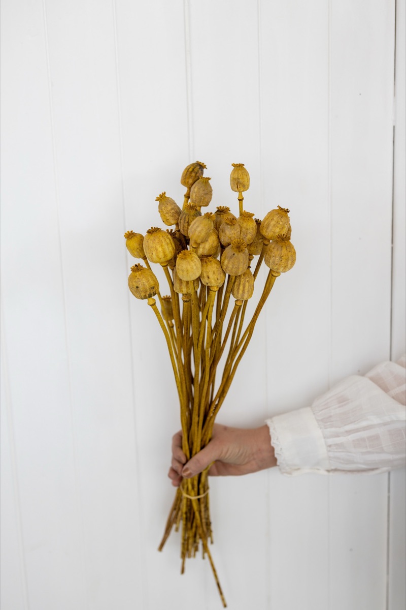 Natural dried poppy pods on long 65 cm stems, tied in a bunch