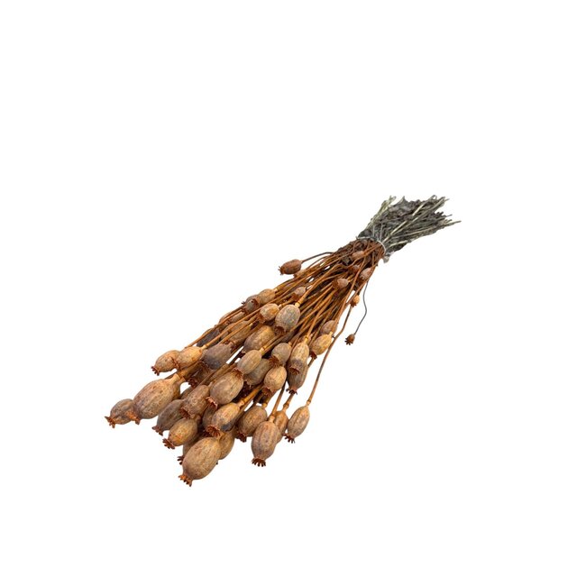Burnt orange dried poppy pods (Papaver somniferum) on long stems