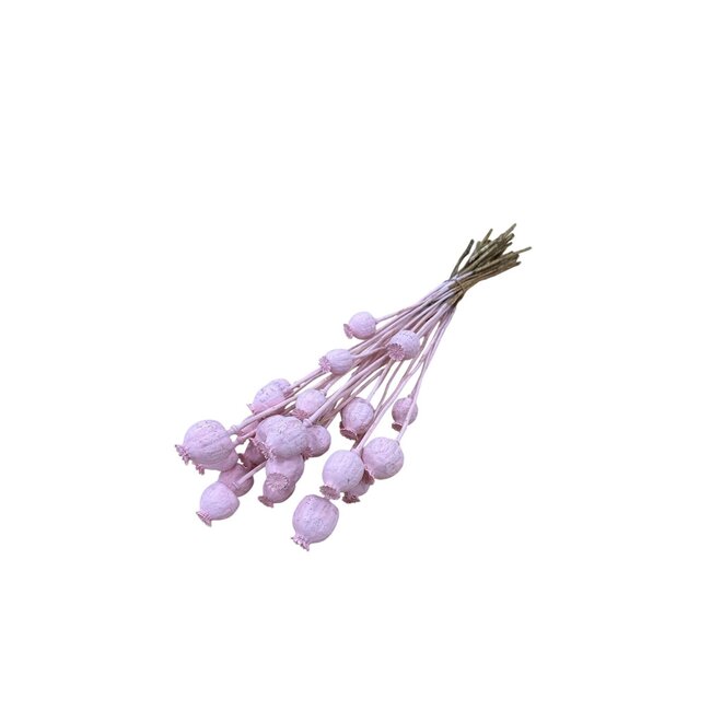 Powder pink dried poppy pods (Papaver somniferum) on long stems