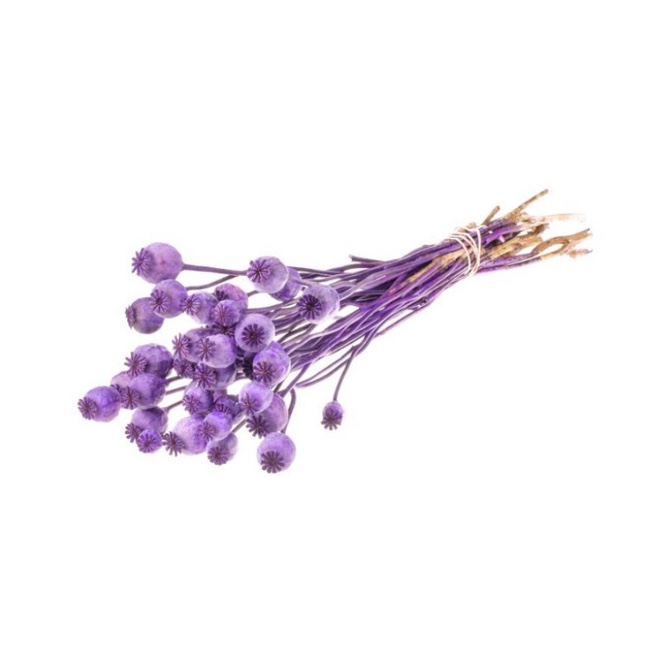 Plum purple dried poppy pods (Papaver somniferum) on long stems