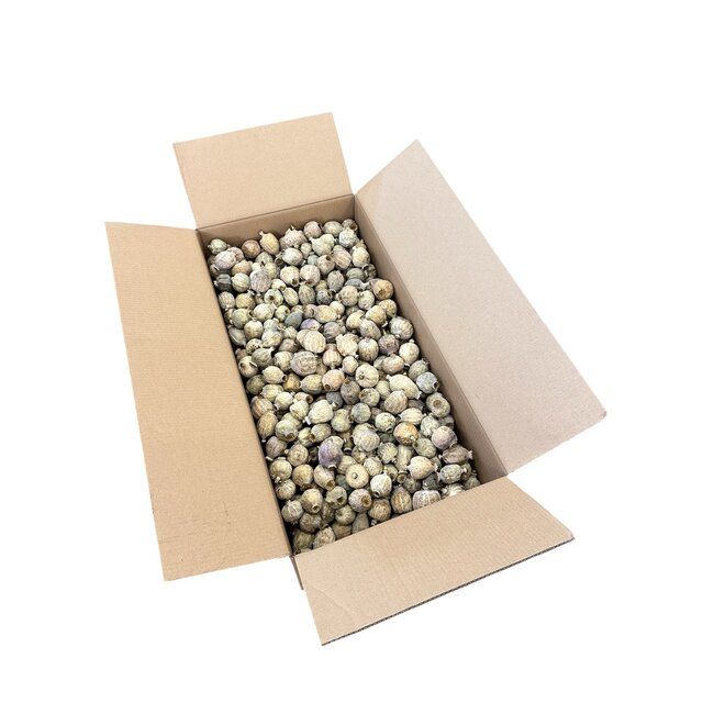 Large dried poppy heads (Papaver somniferum) from the 2026 harvest, sold by the 4.2 kg box