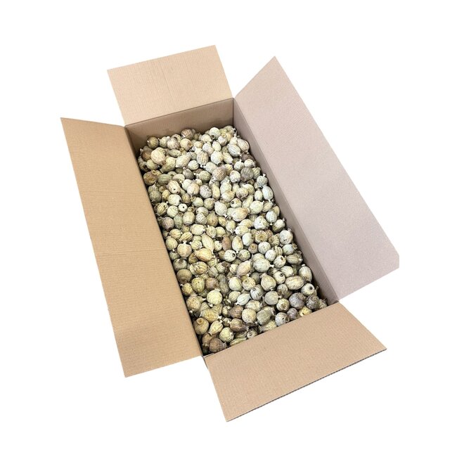 Medium-grade dried poppy heads (Papaver somniferum) from the 2026 harvest, sold by the 4.2 kg box