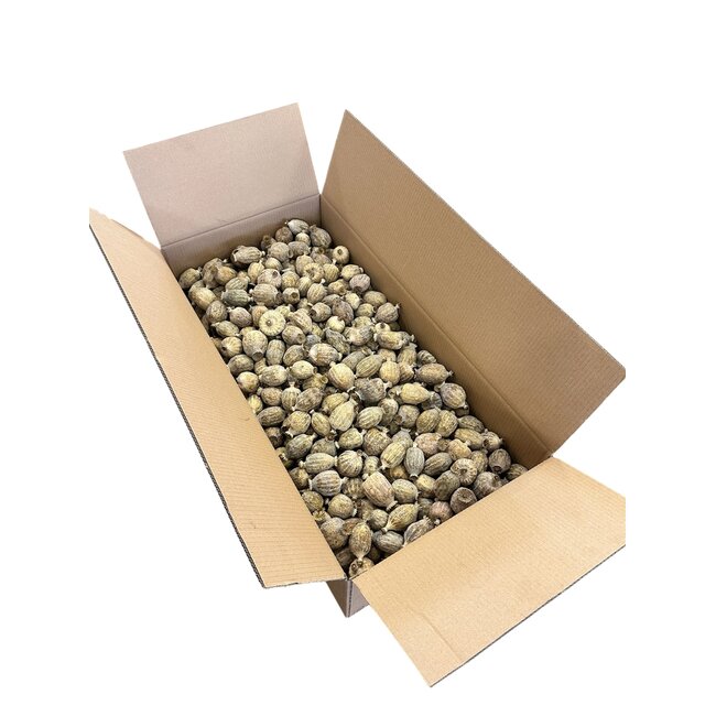 Extra-large dried poppy heads (Papaver somniferum) from the 2026 harvest, sold by the 4.2 kg box