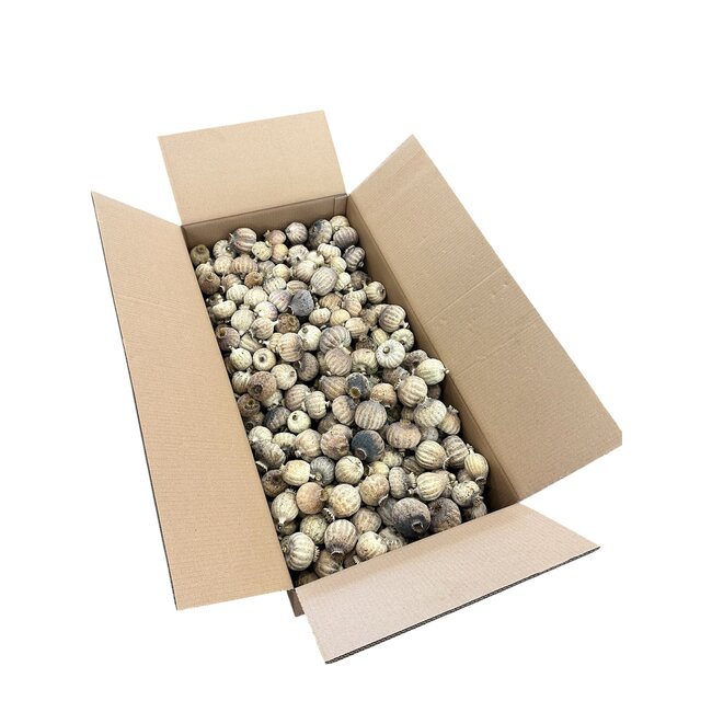 Extra extra large dried poppy heads (Papaver somniferum) from the 2026 harvest, sold by the 4.2 kg box