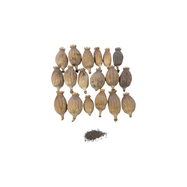 Large dried poppy pods (Papaver somniferum), hand-graded and sold by the kilo