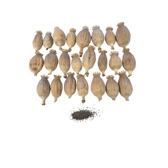 Medium-grade dried poppy pods (Papaver somniferum), hand-graded and sold by the kilo