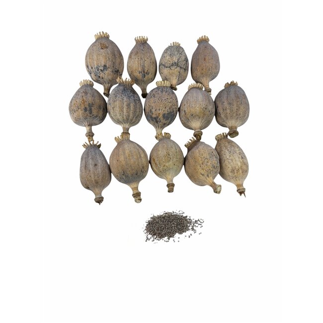 Extra-large dried poppy pods (Papaver somniferum), hand-graded and sold by the kilo