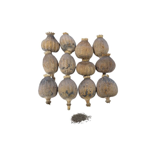 XXL dried poppy pods (Papaver somniferum), our largest grade, sold by the kilo