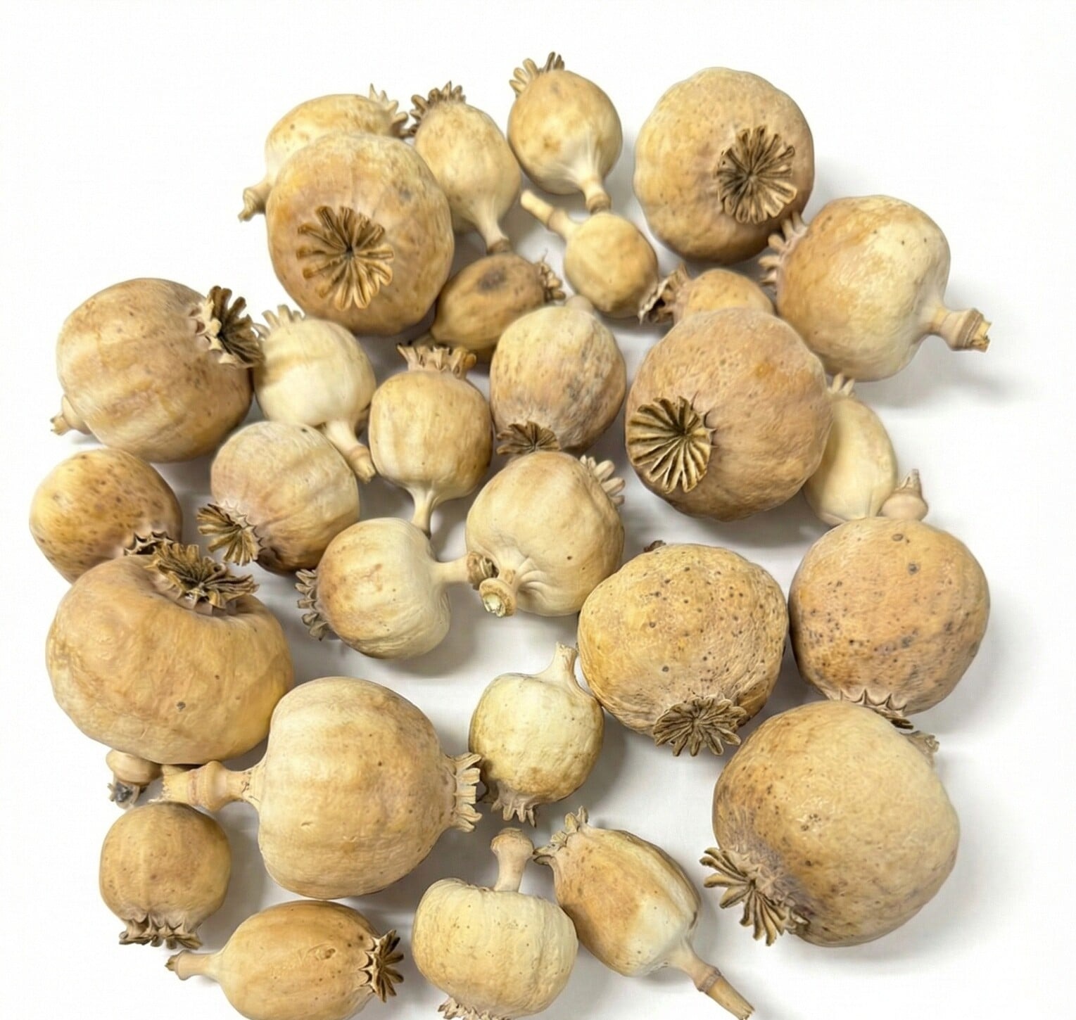 Punjabi dried poppy pods (Papaver somniferum), hand-sorted and sold by the kilo