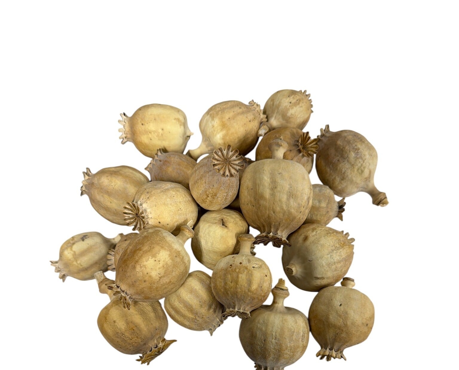 Punjabi dried poppy pods (Papaver somniferum), hand-sorted and sold by the kilo