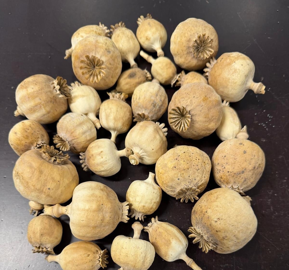 Punjabi dried poppy pods (Papaver somniferum), hand-sorted and sold by the kilo