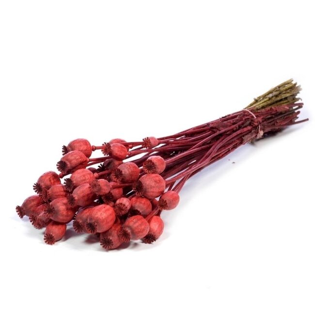 Deep red dried poppy pods (Papaver somniferum) on long stems