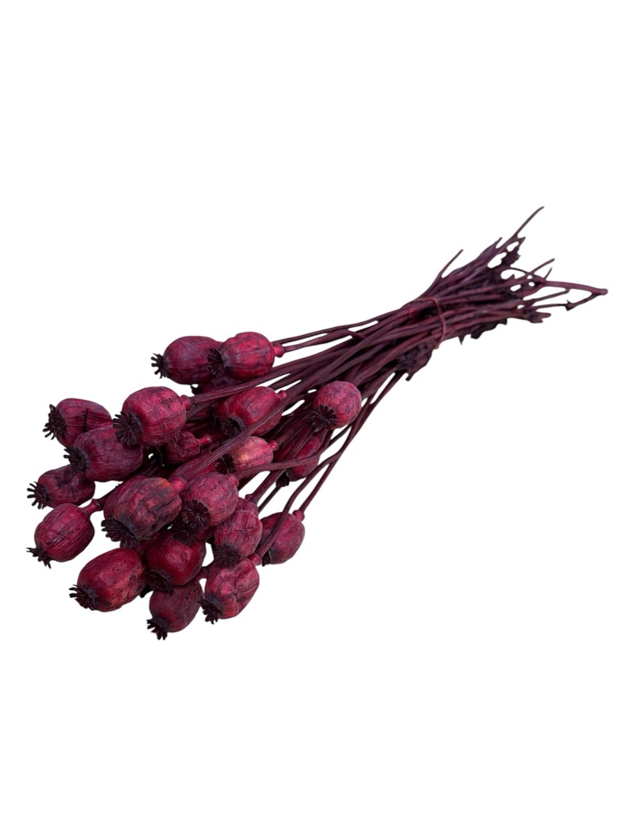 Red dried poppy pods on long 60 cm stems, tied in a bunch