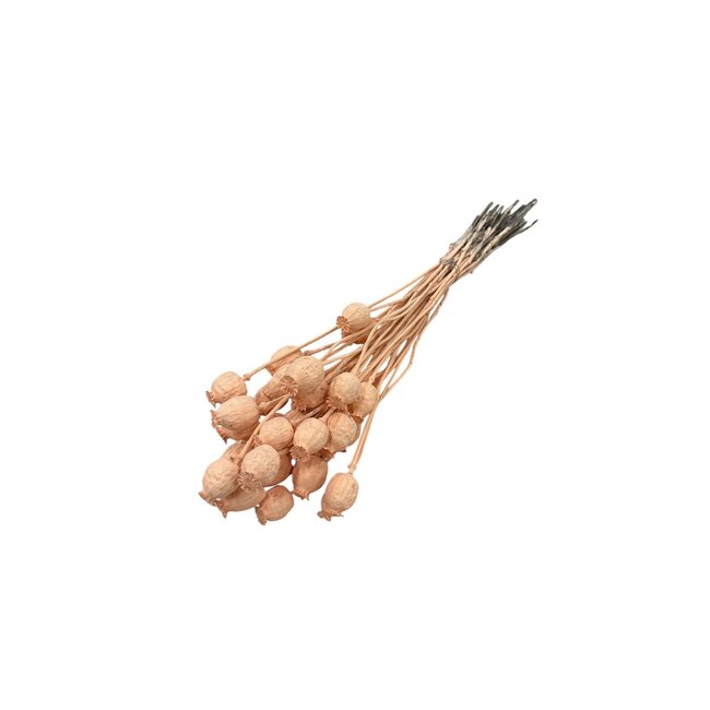 Salmon pink dried poppy pods (Papaver somniferum) on long stems