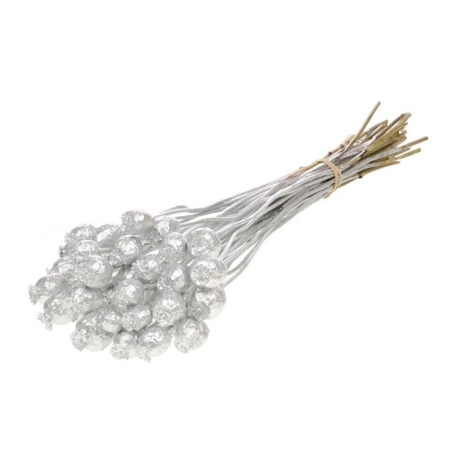 Silver dried poppy pods (Papaver somniferum) on long stems