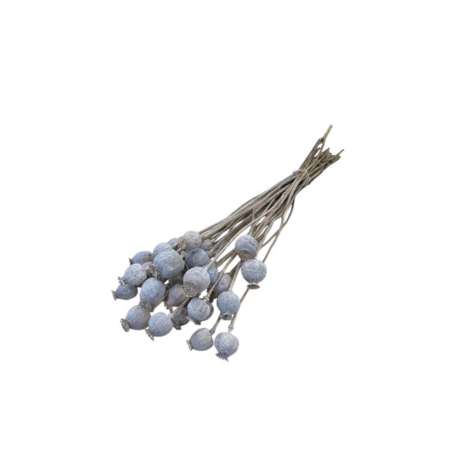 Off-white dried poppy pods (Papaver somniferum) on long stems