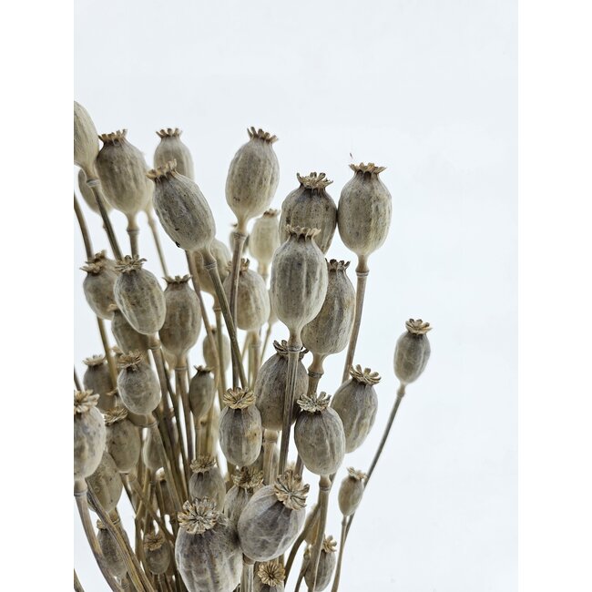 Off-white dried poppy pods (Papaver somniferum) on long stems