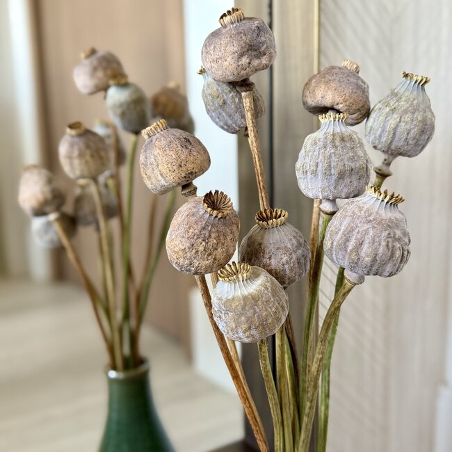 Extra large natural dried poppy pods (Papaver somniferum) on long stems