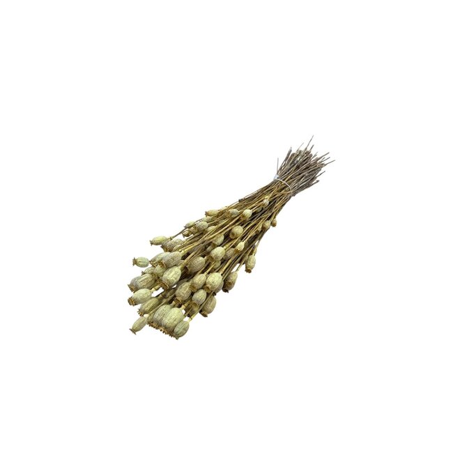 Golden yellow dried poppy pods (Papaver somniferum) on long stems