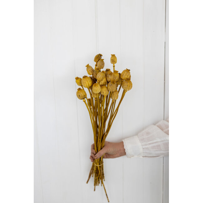 Golden yellow dried poppy pods (Papaver somniferum) on long stems